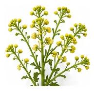 Kale flower detail