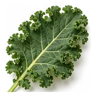 Kale leaf detail
