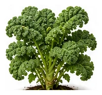 Kale whole plant