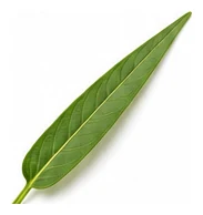 Kang Kong leaf detail