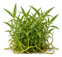 Kang Kong whole plant