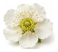 Kiwifruit flower detail