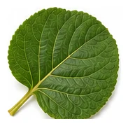 Kiwifruit leaf detail