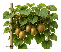 Kiwifruit whole plant