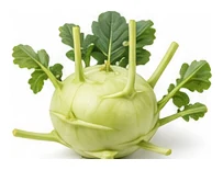 Kohlrabi harvest / detail