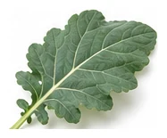 Kohlrabi leaf detail