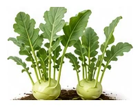 Kohlrabi whole plant