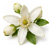 Kumquat flower detail