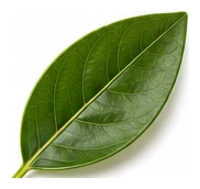 Kumquat leaf detail