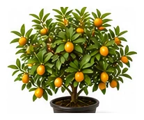 Kumquat whole plant