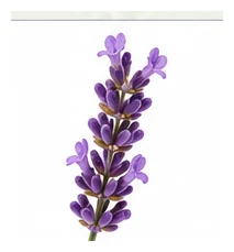 Lavender flower detail