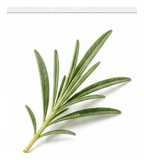 Lavender leaf detail
