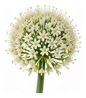 Leek flower detail