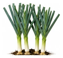Leek whole plant