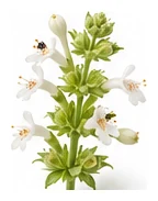 Lemon Balm flower detail