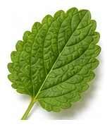 Lemon Balm leaf detail