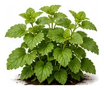 Lemon Balm whole plant