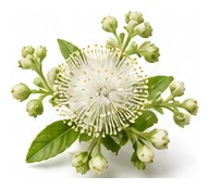 Lemon Myrtle flower detail
