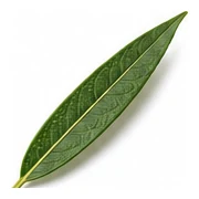 Lemon Myrtle leaf detail