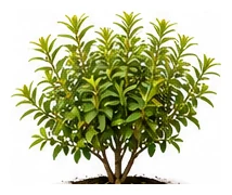 Lemon Myrtle whole plant