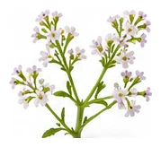 Lemon Verbena flower detail