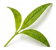 Lemon Verbena leaf detail
