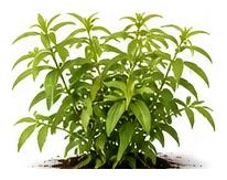 Lemon Verbena whole plant