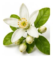 Lemon flower detail