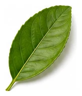 Lemon leaf detail