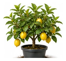 Lemon whole plant
