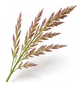 Lemongrass flower detail