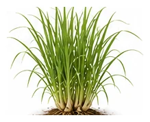 Lemongrass whole plant