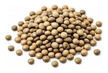 Lentil harvest / detail