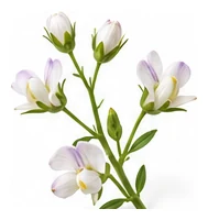Lentil flower detail