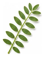 Lentil leaf detail