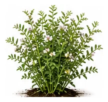 Lentil whole plant