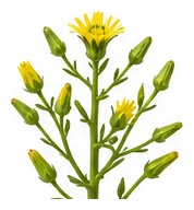 Lettuce flower detail