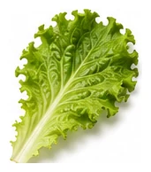 Lettuce leaf detail