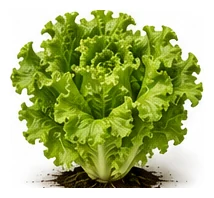 Lettuce whole plant