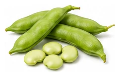 Lima Bean harvest / detail