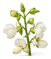 Lima Bean flower detail