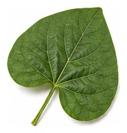 Lima Bean leaf detail
