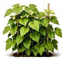 Lima Bean whole plant