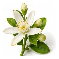 Lime flower detail