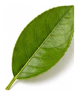 Lime leaf detail