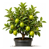 Lime whole plant