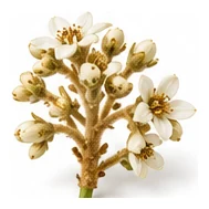 Loquat flower detail