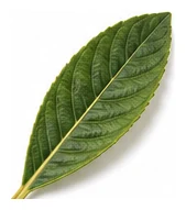 Loquat leaf detail
