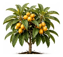 Loquat whole plant