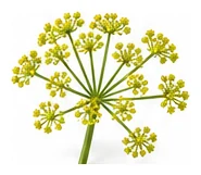 Lovage flower detail